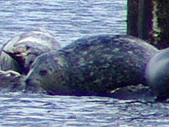 Harbor Seal